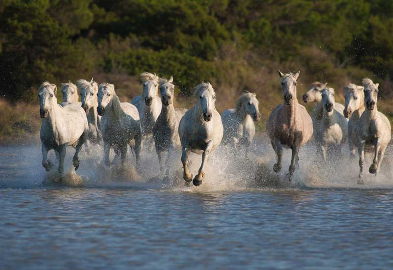 chevaux de camargue