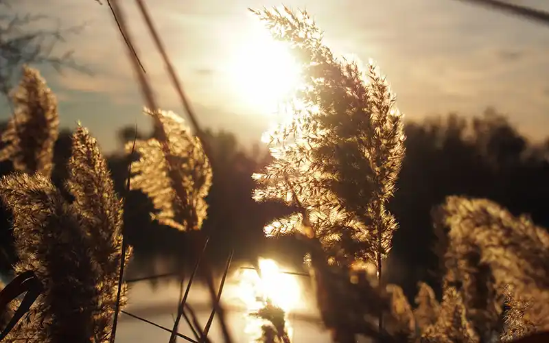 paysage de camargue