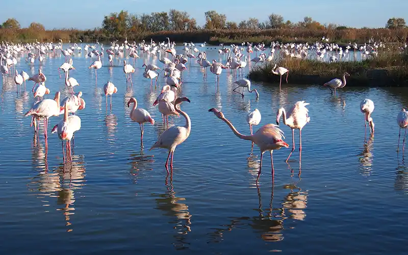 paysage flamads Camargue