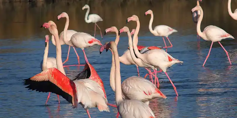 paysage de Camargue